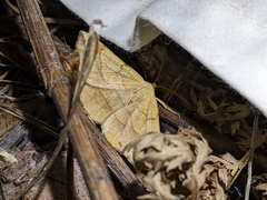 Euchlaena mollisaria