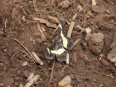 Heliomata infulata