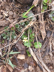 Goodenia rotundifolia