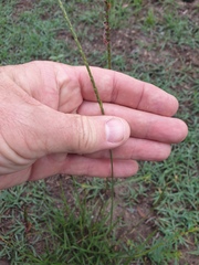 Eremochloa bimaculata