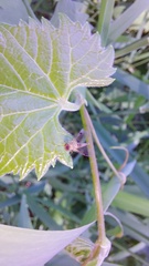 Chrysopilus modestus