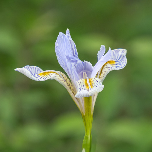 iNaturalist observation 2022-06-09
