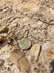 Strombocactus disciformis disciformis