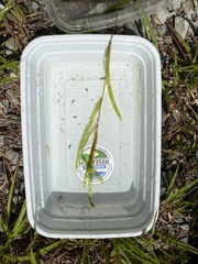 Potamogeton epihydrus