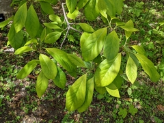 Magnolia cylindrica