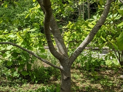Magnolia cylindrica