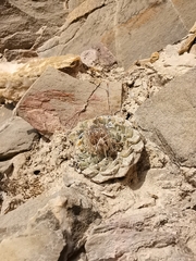 Strombocactus disciformis disciformis