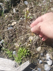 Primula mistassinica