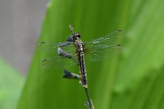 Lyriothemis pachygastra