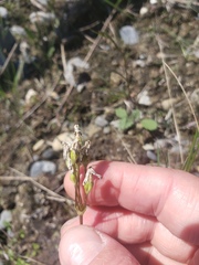 Primula mistassinica