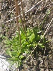 Primula mistassinica