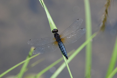 Lyriothemis pachygastra