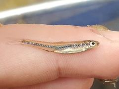 Notropis petersoni
