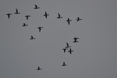 Bucephala clangula clangula