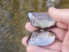 Elliptio congaraea