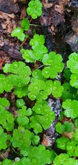 Hydrocotyle heteromeria
