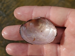 Atlanticoncha ochracea