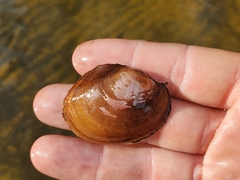 Atlanticoncha ochracea