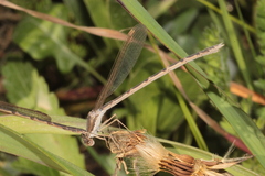 Sympecma fusca