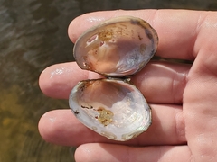 Atlanticoncha ochracea