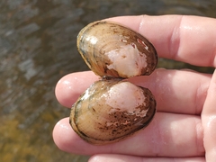 Atlanticoncha ochracea