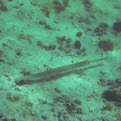 Fistularia tabacaria