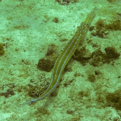 Fistularia tabacaria