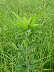 Desmodium sessilifolium