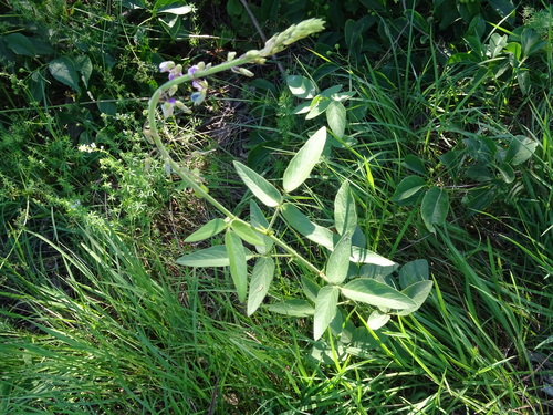 Desmodium illinoense iNat (1)