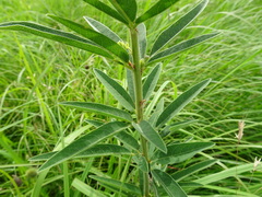 Desmodium sessilifolium