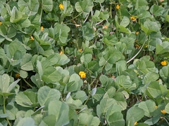 Medicago arabica