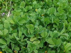 Medicago arabica