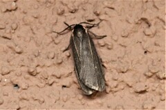Hypoprepia inculta