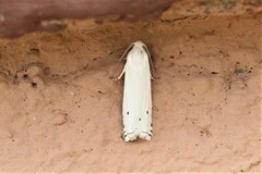 Hystrichophora vestaliana