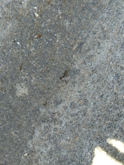 Lasius