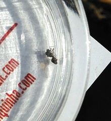 Lasius