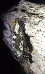 Andeabatis chilensis