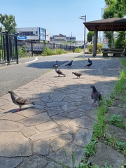 Columba livia domestica