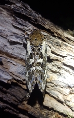 Andeabatis chilensis