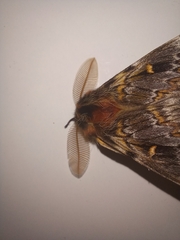 Ormiscodes schmidtnielseni