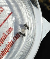 Lasius