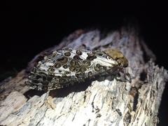 Andeabatis chilensis