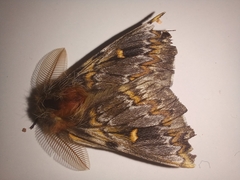 Ormiscodes schmidtnielseni