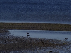 Larus