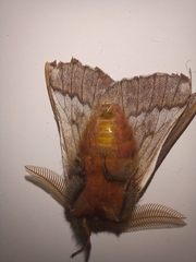 Ormiscodes schmidtnielseni