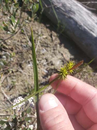 Large yellow-sedge (Carex flava)
