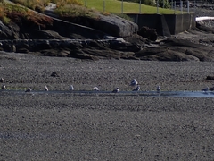 Larus