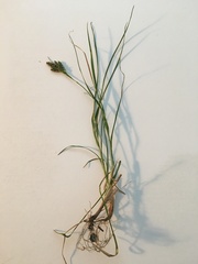 Carex bicolor