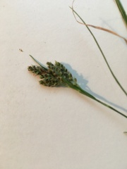 Carex bicolor