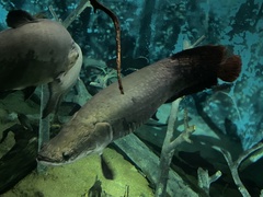 Arapaima gigas